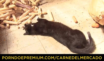 Redhead latina hottie with perfect big ass gets her wet pussy hammered by big dicked stud