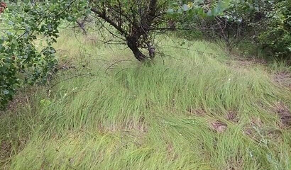 Horny hottie Cherry Grace having POV sex in nature